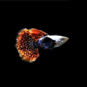 پک 5 عددی ماهی گوپی بیگ ایر