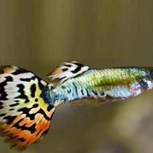 پک 5 عددی ماهی گوپی تایگر