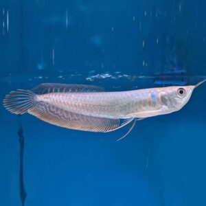 آروانا سیلور 16 تا 17 سانتیمتری